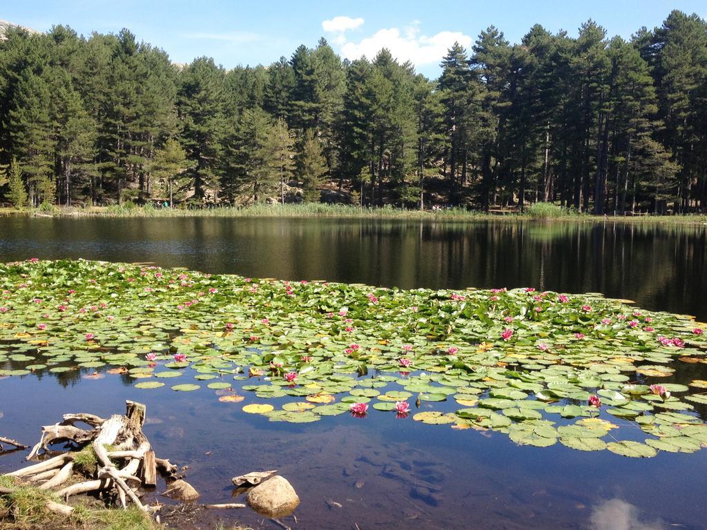 Camping Le Sagone Sagone  Dış mekan fotoğraf